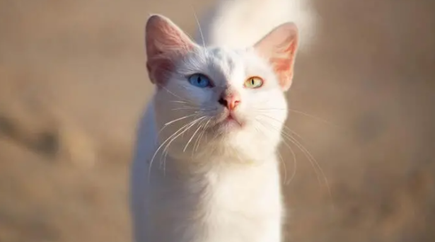 Kucing dan Orang Melayu: Ikatan yang Lebih dari Sekadar Hewan Peliharaan